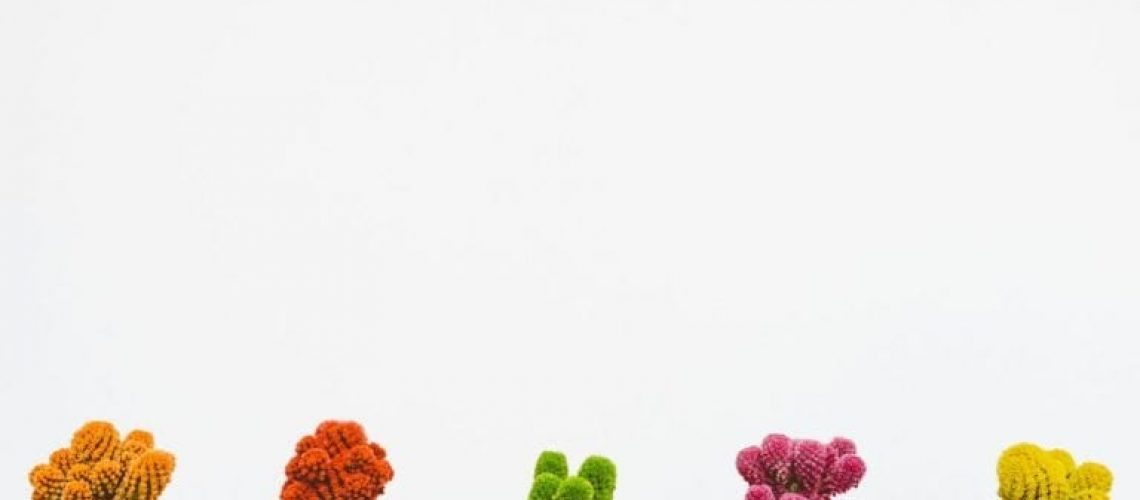 Five different colored cactus kept on white with white background